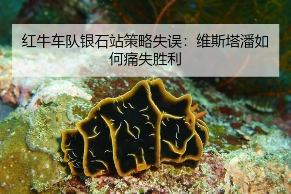 红牛车队银石站策略失误：维斯塔潘如何痛失胜利